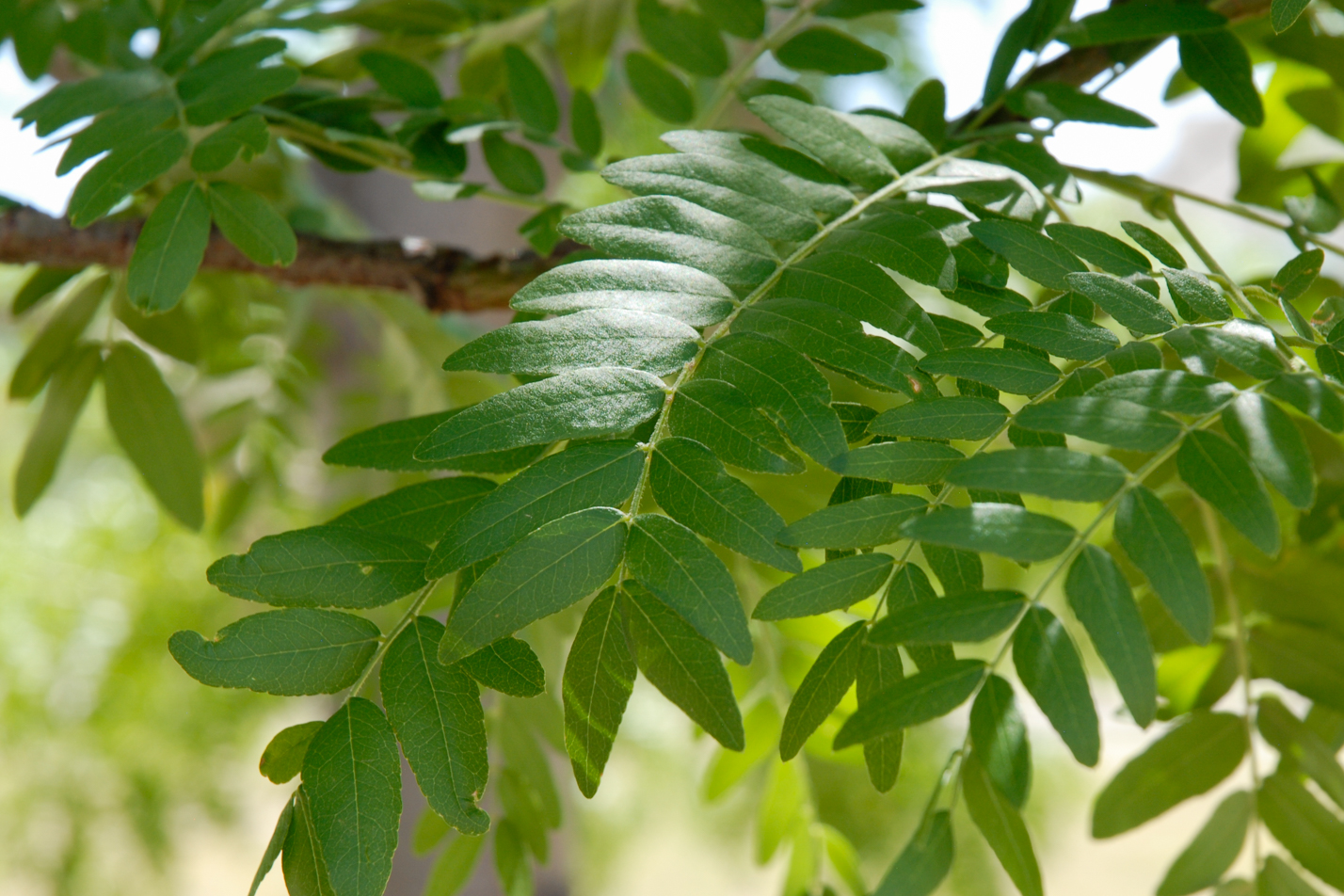 Thornless Honeylocust